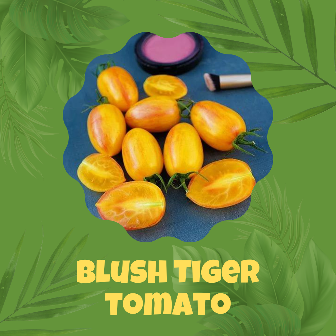 Blush Tiger Tomato Seeds