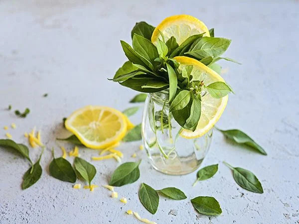 Lemon Basil Plant