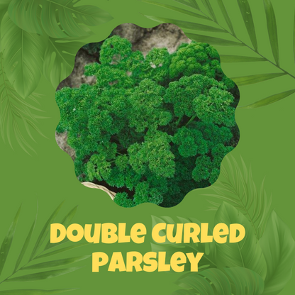 Double Curled Parsley Seeds