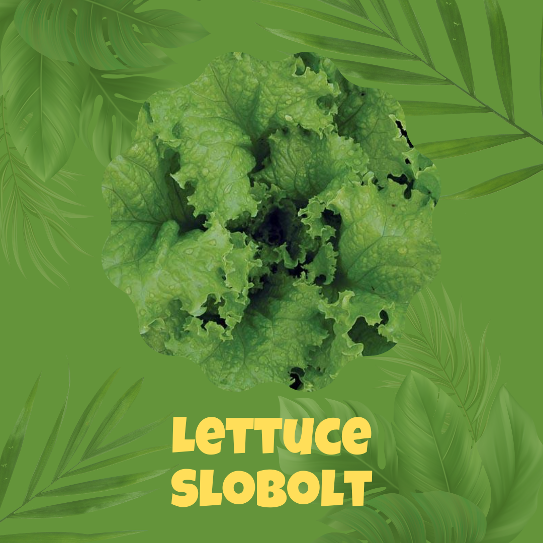 Slobolt Lettuce Seeds
