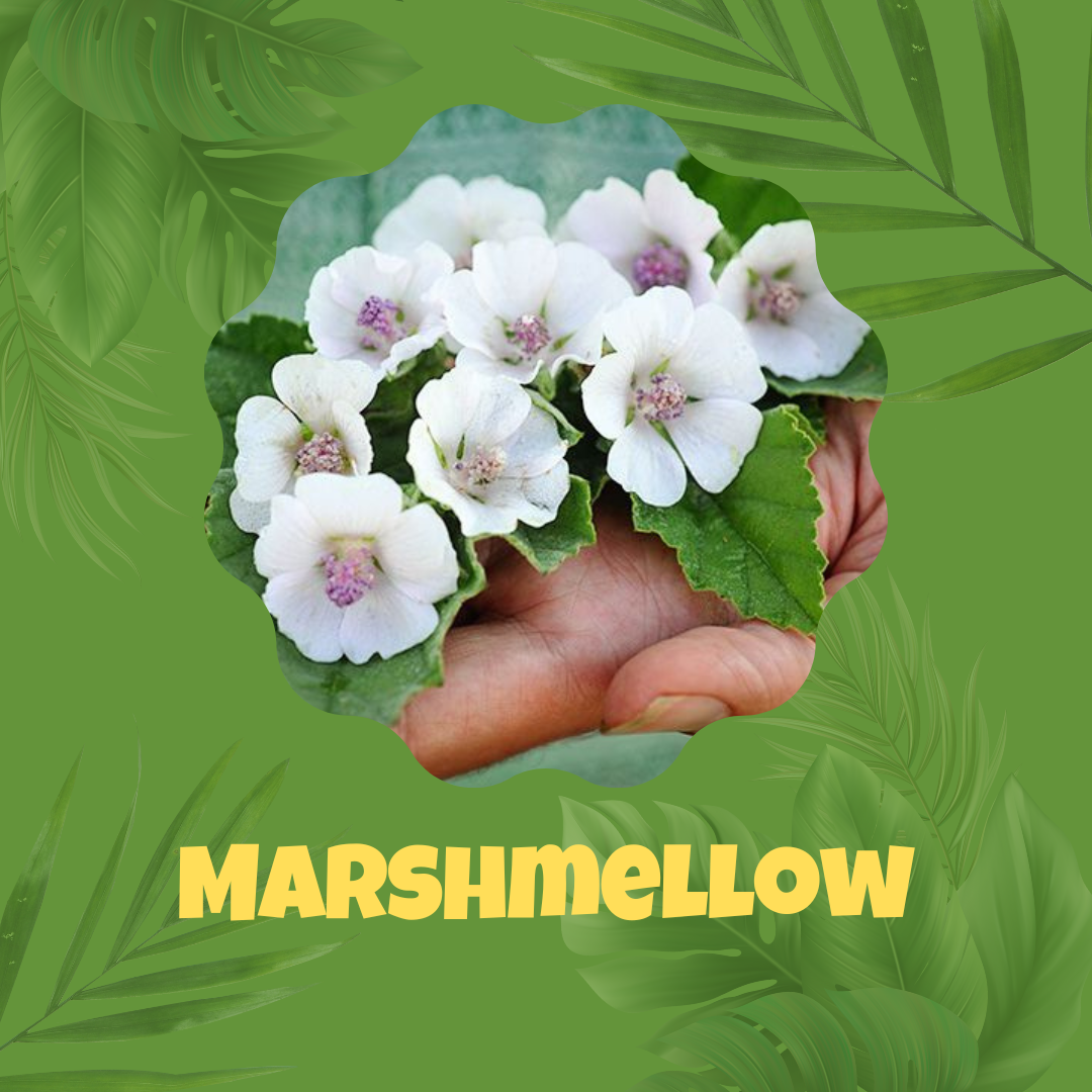 Marshmellow Seeds