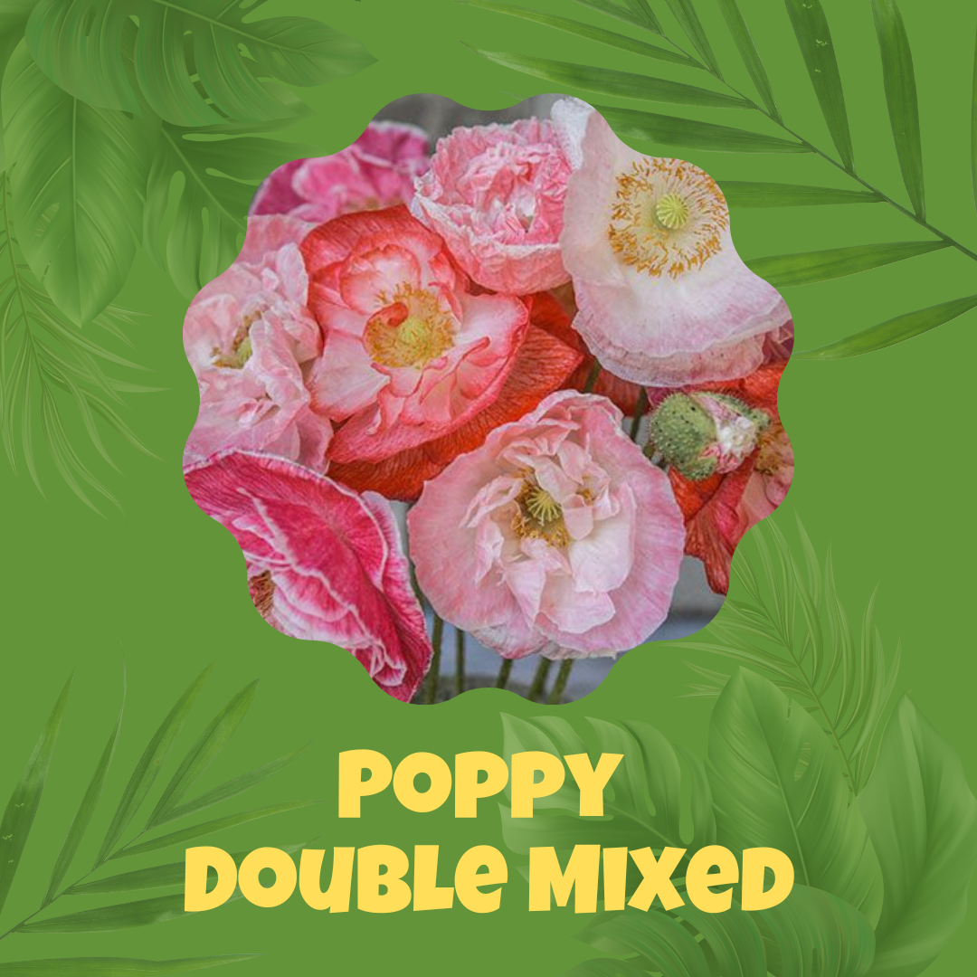 Double Mix Poppy Seeds