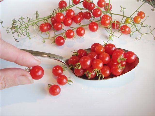 Spoon Tomato Plant