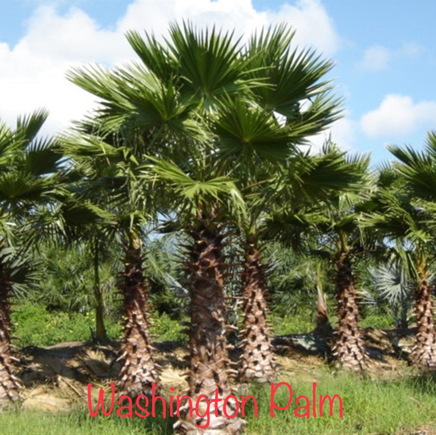 Washington Palm